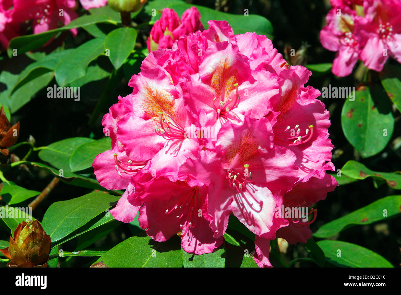 Rhododendron Rhododendron Ida Rubinstein (cultivar) Ida Rubinstein en fleur, fleur, Alpenrose Banque D'Images