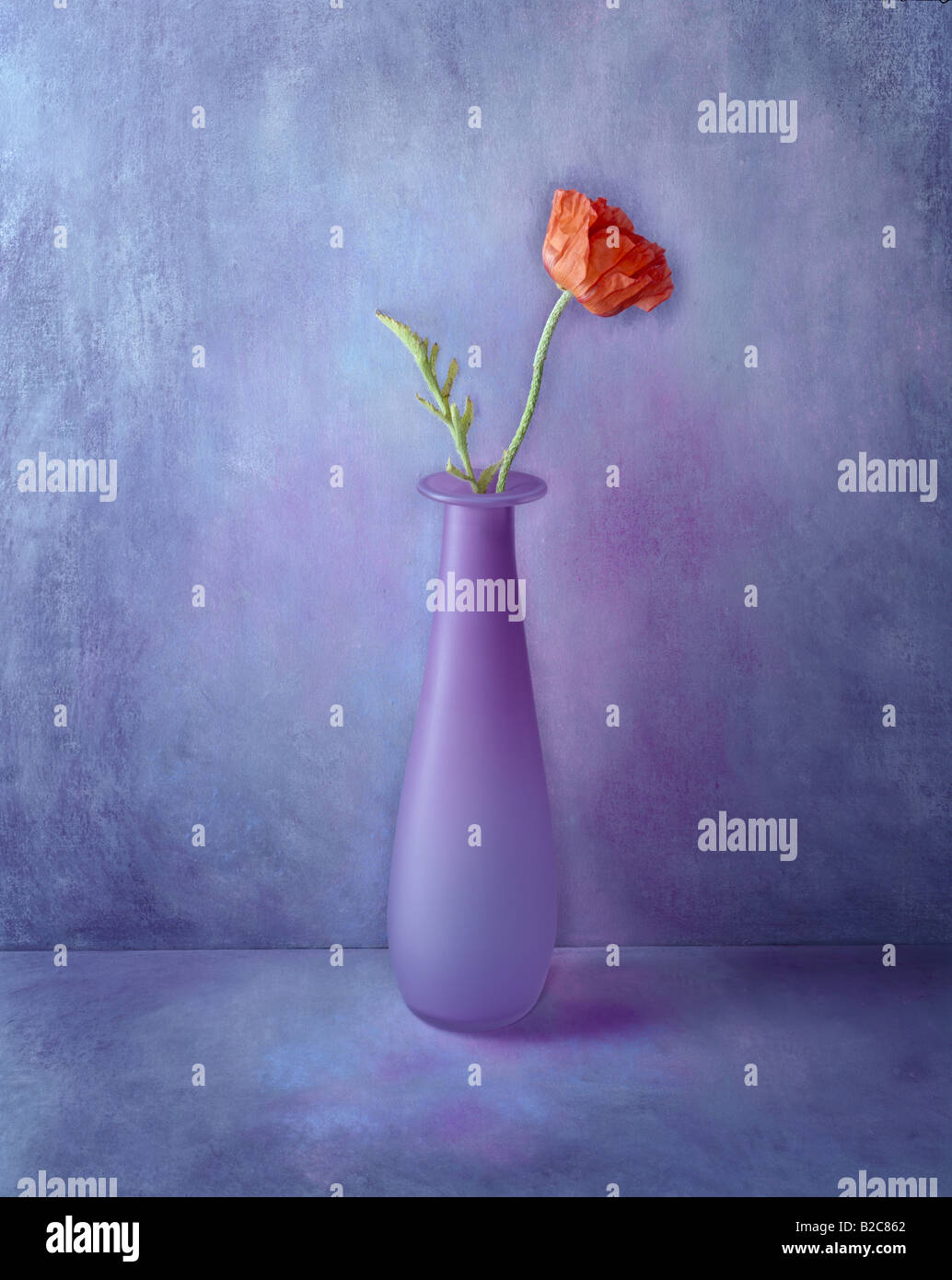 1 d'une série de photos couleur couleur format portrait c'est d'une fleur rouge sur un fond lilas peint à la main Banque D'Images