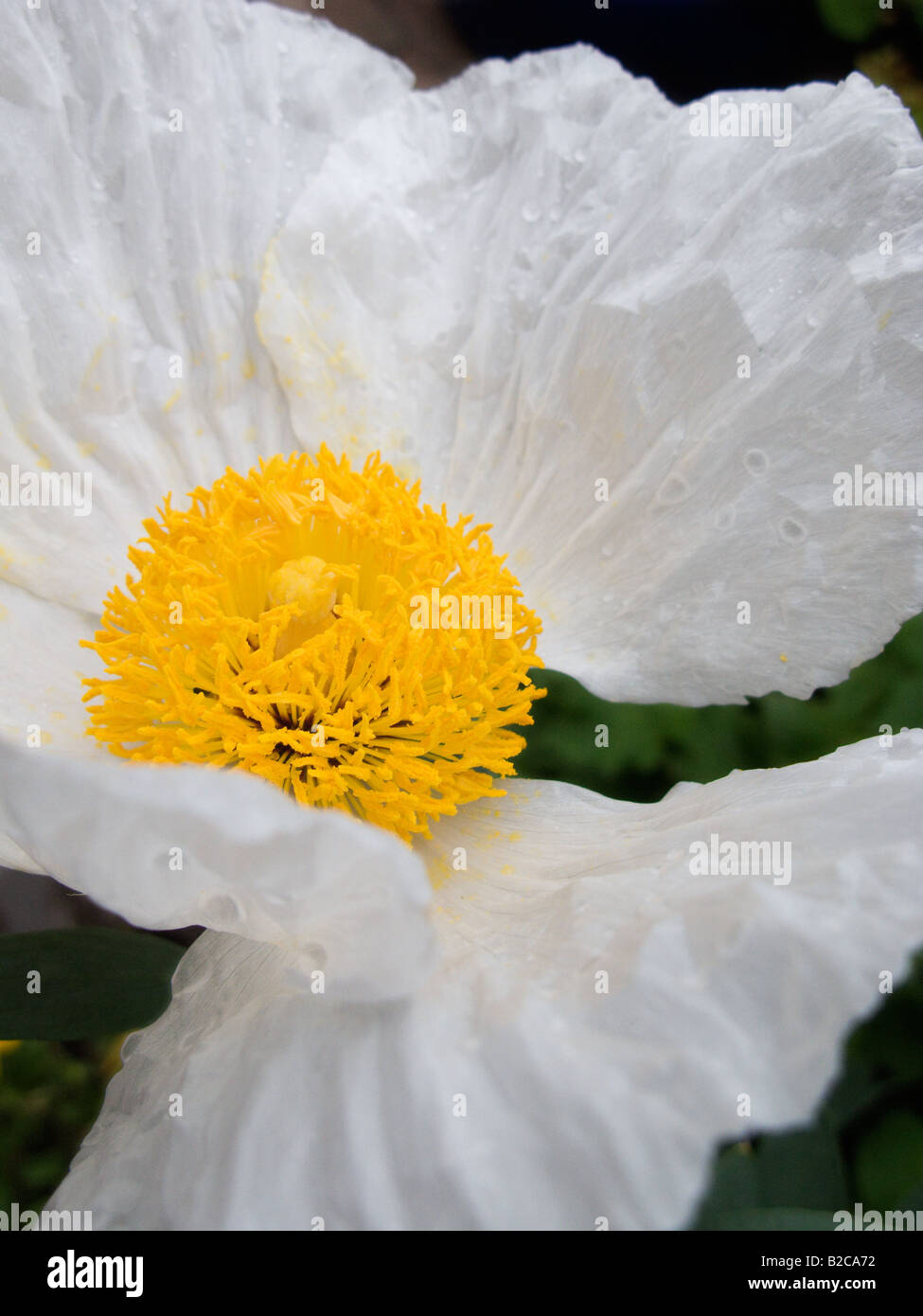 Tree Poppy (Romneya Coulteri) Banque D'Images