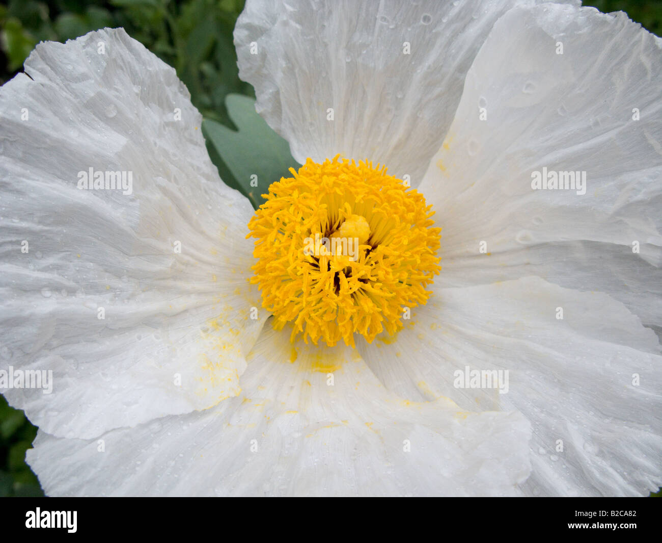 Tree Poppy (Romneya Coulteri) Banque D'Images