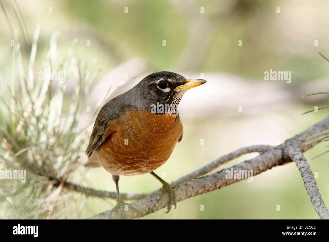 Un robin assis sur une branche d'arbre de pin Banque D'Images