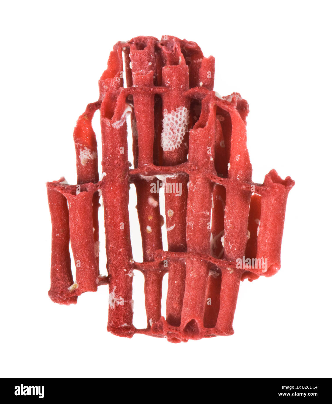 Détail du squelette du corail rouge KORALLE tuyau d'organes composés de structure structure réseau connexion construire bâtiment NATURE Banque D'Images