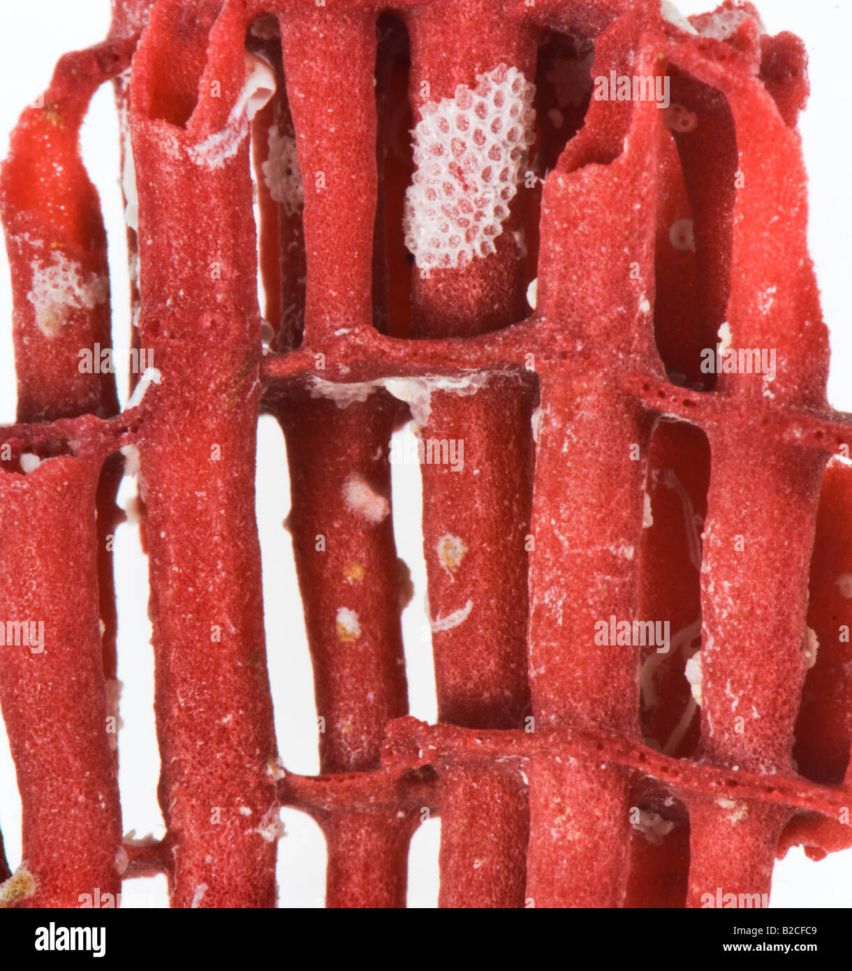 Détail du squelette du corail rouge KORALLE tuyau d'organes composés de structure structure réseau connexion BÂTIMENT NATURE construire construire Banque D'Images