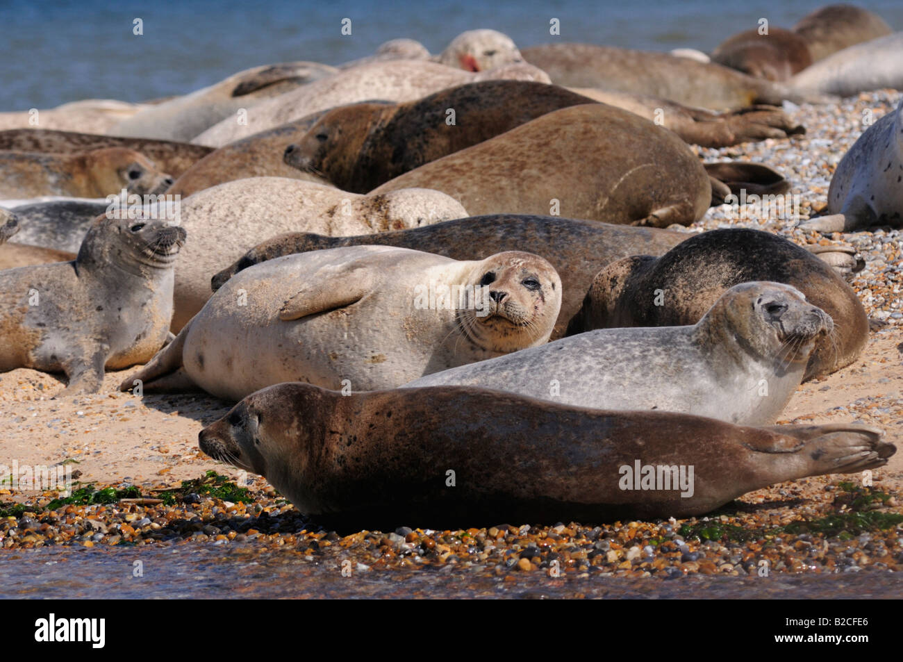 Les phoques communs à Blakeney Point, Norfolk, Angleterre, Royaume-Uni Banque D'Images