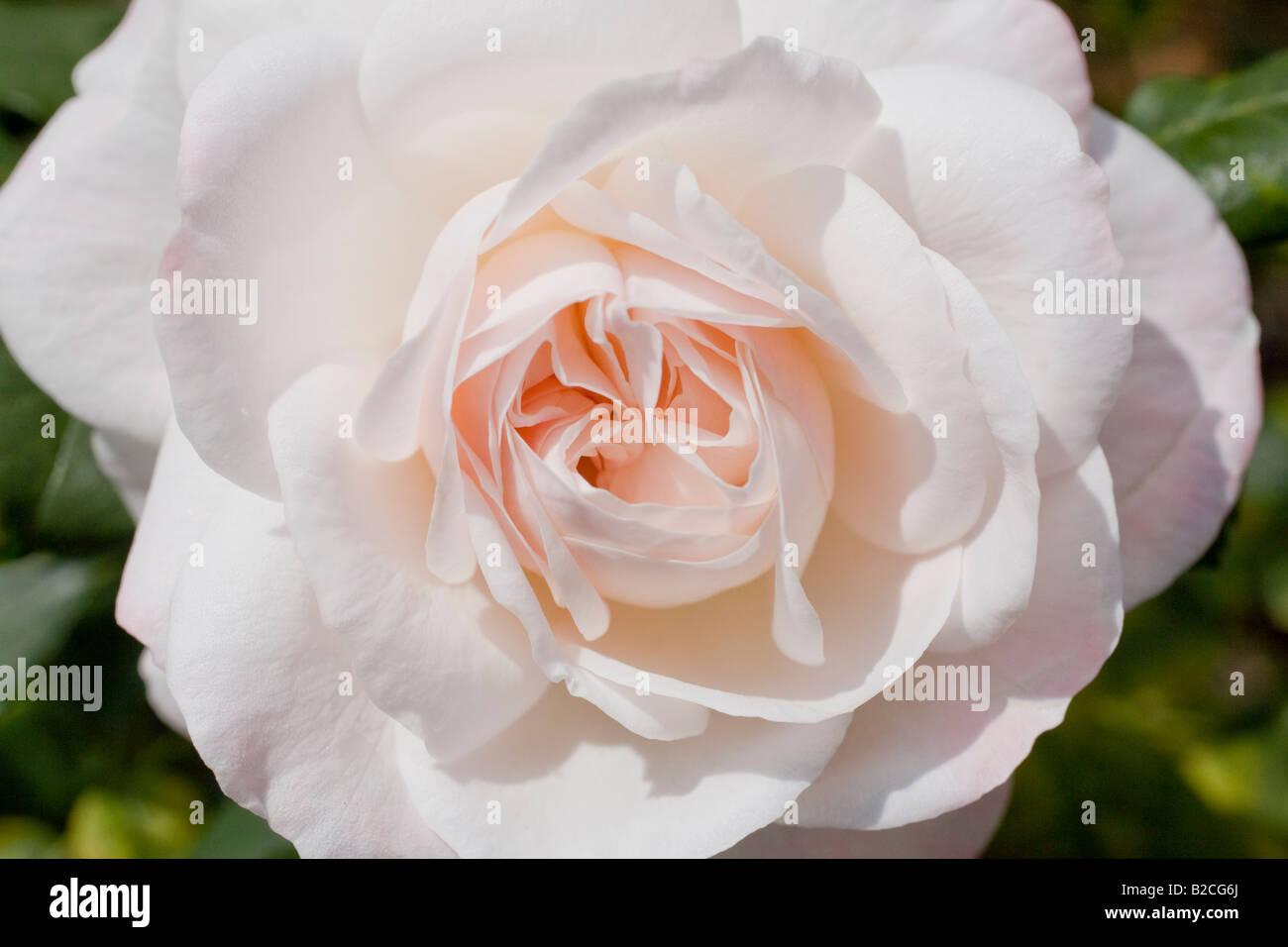 Close up of rose pâle et rose. Jardin de roses, Inner Circle, Regent's Park, Londres, Angleterre Banque D'Images