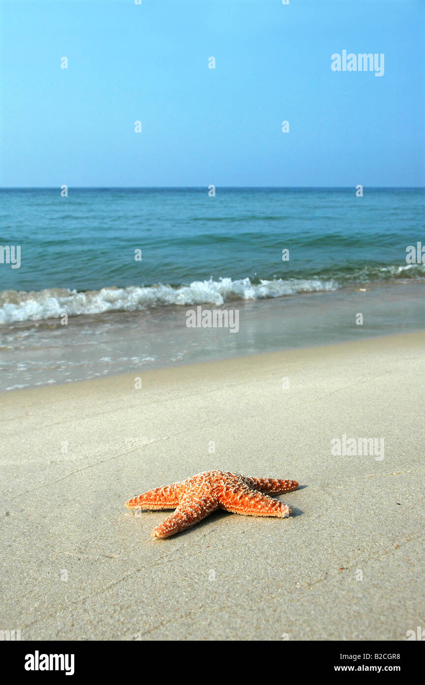 Starfish on Tropical Beach avec des vagues dans l'arrière-plan Banque D'Images