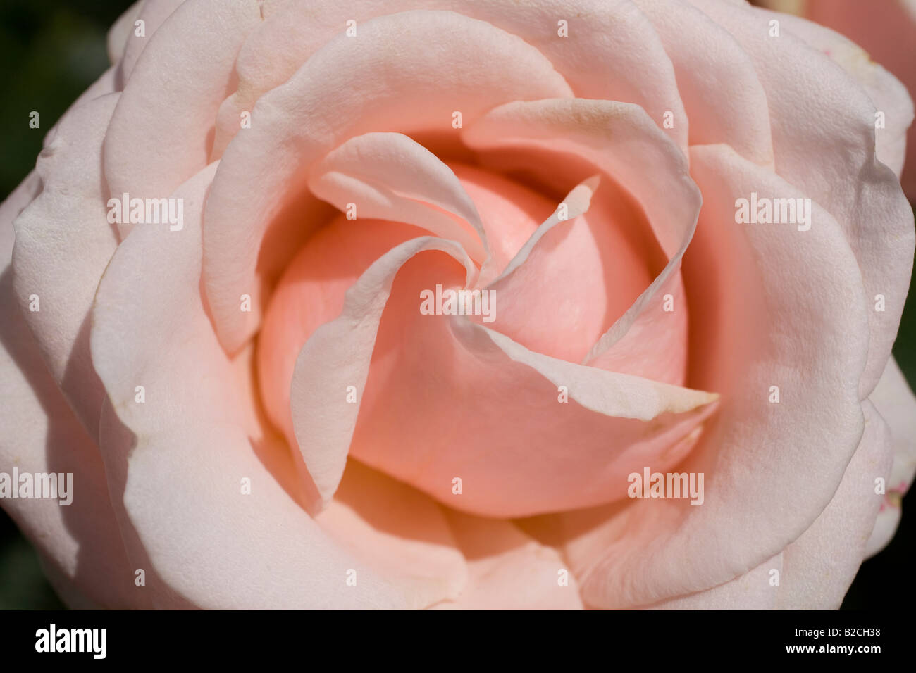 Close up of 'Majestic' rose. Jardin de roses, Inner Circle, Regent's Park, Londres, Angleterre Banque D'Images
