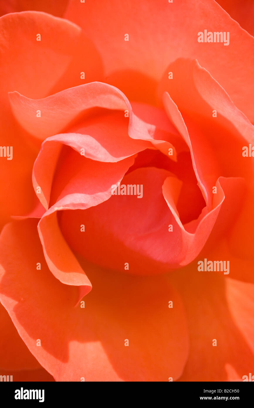 Close up of 'rose' Tintinara. Jardin de roses, Inner Circle, Regent's Park, Londres, Angleterre Banque D'Images