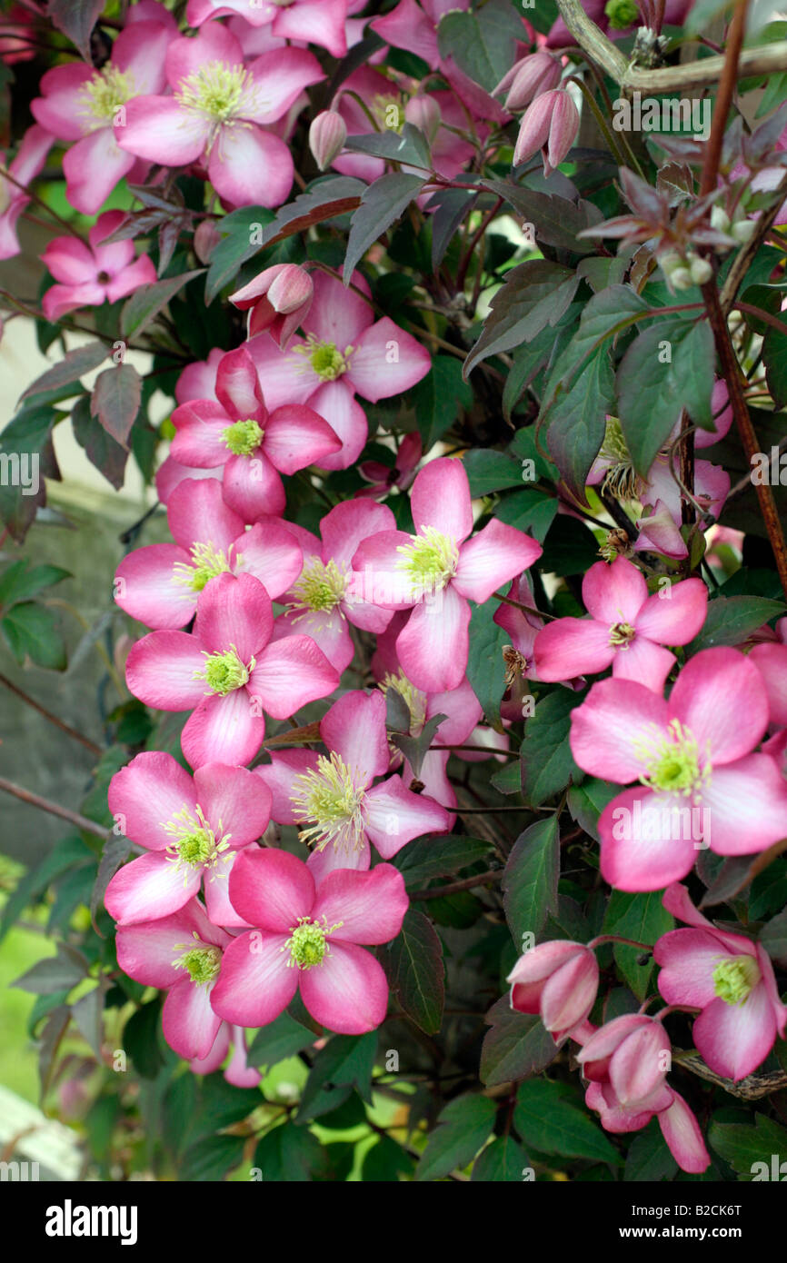 CLEMATIS MONTANA FREDA Banque D'Images