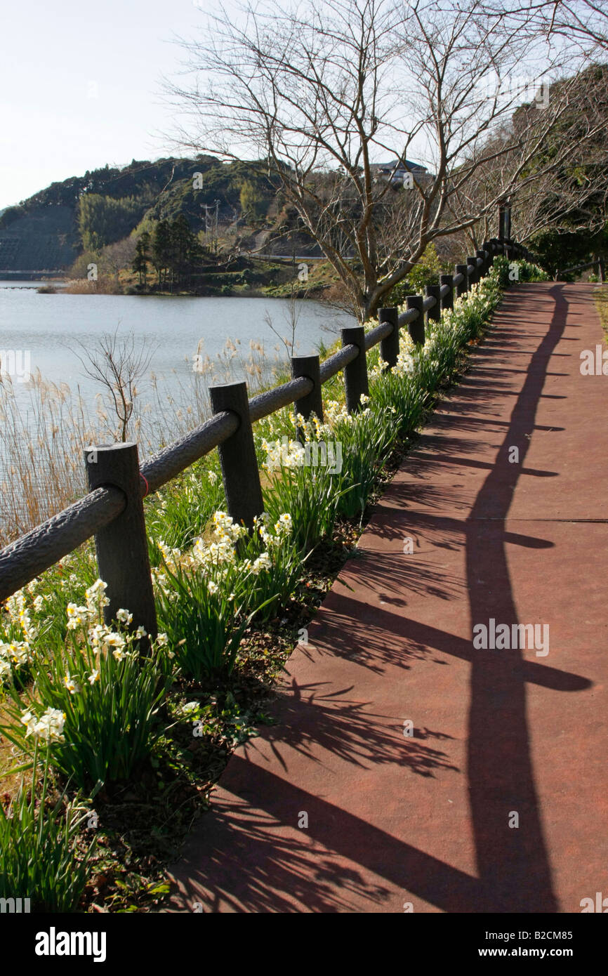 Les jonquilles par une promenade au bord du lac Japon Chiba Banque D'Images