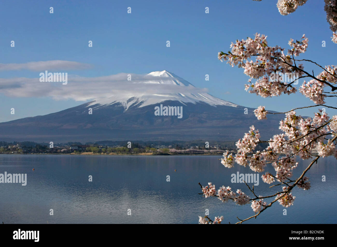 Le Mt Fuji et fleur de cerisier au lac Kawagutiko Japon Yamanashi Banque D'Images