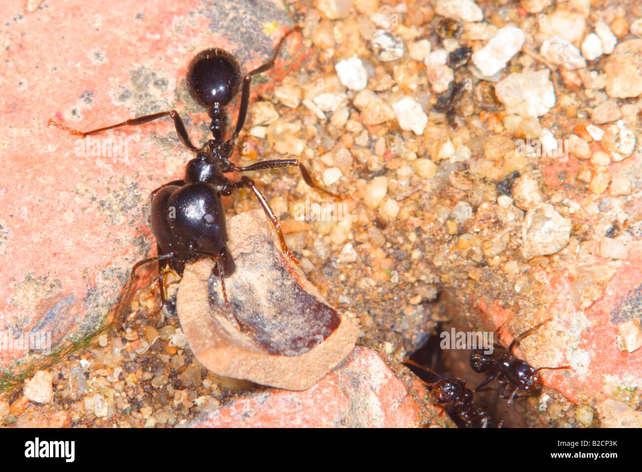 L'ensileuse européenne Ant, Messor barbarus. Transporte du bois pour nettoyer fourmilière Banque D'Images