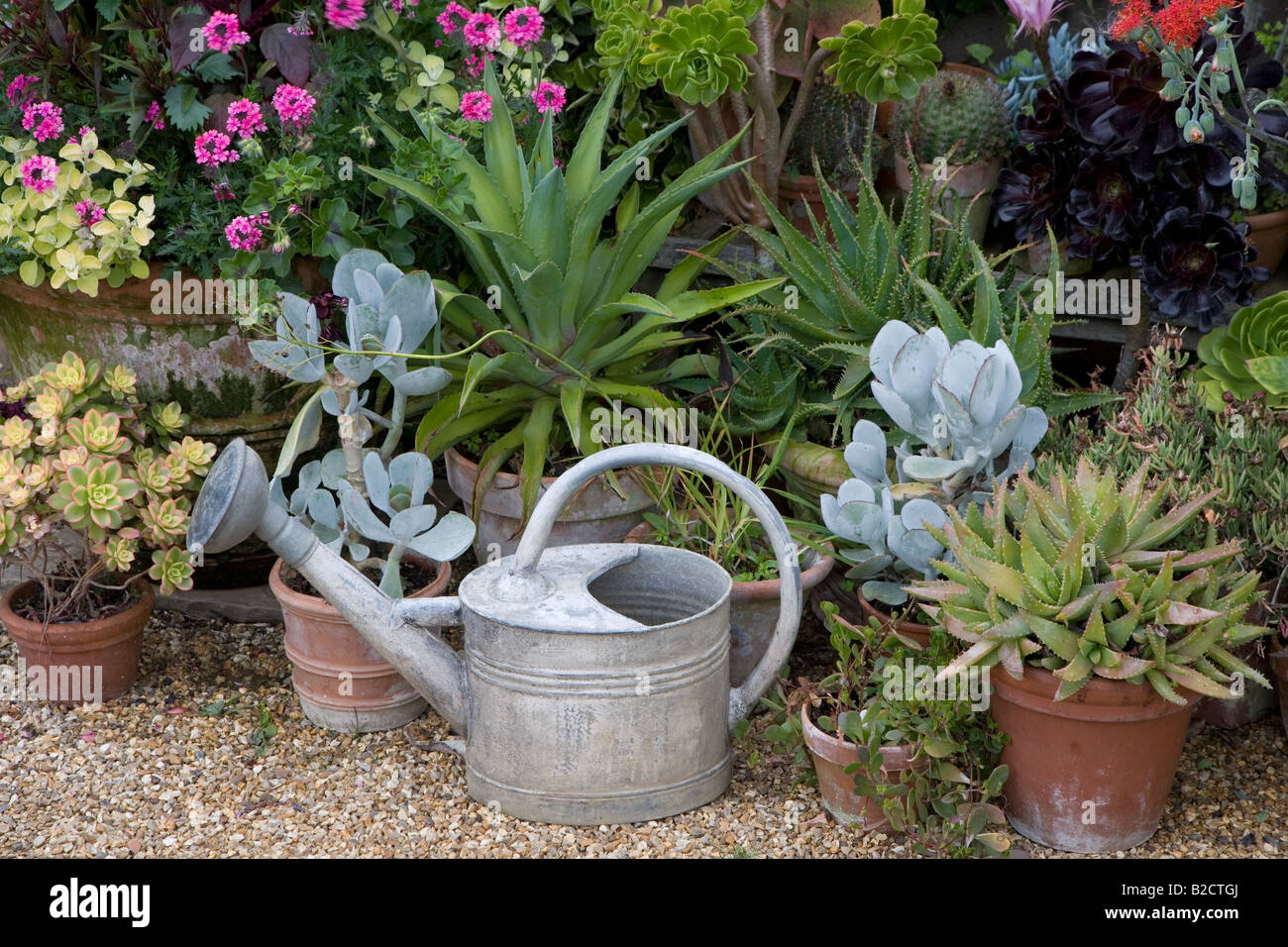 Collection de cactus Pots et Arrosoir Banque D'Images