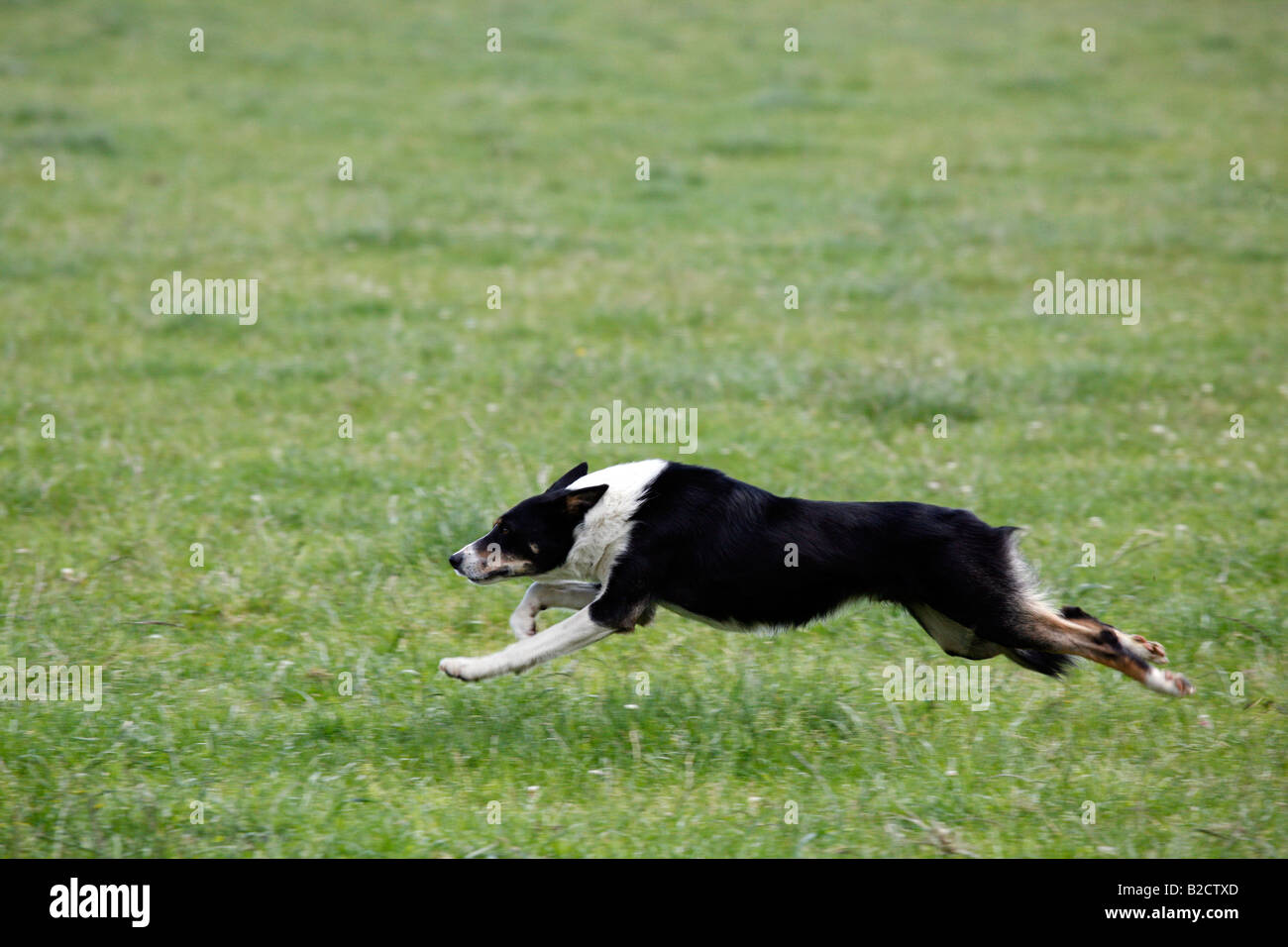 Border collie en herbe noire et blanche, chiens de berger noirs et blancs à exécution rapide dans un champ, lors des essais sur les chiens de berger écossais, Royaume-Uni Banque D'Images