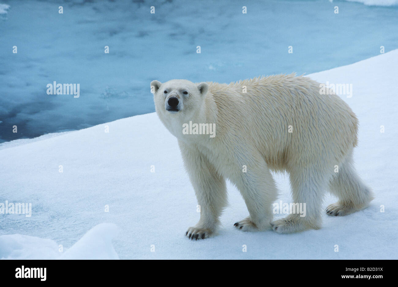 L'ours polaire sur la glace, Yukon Banque D'Images