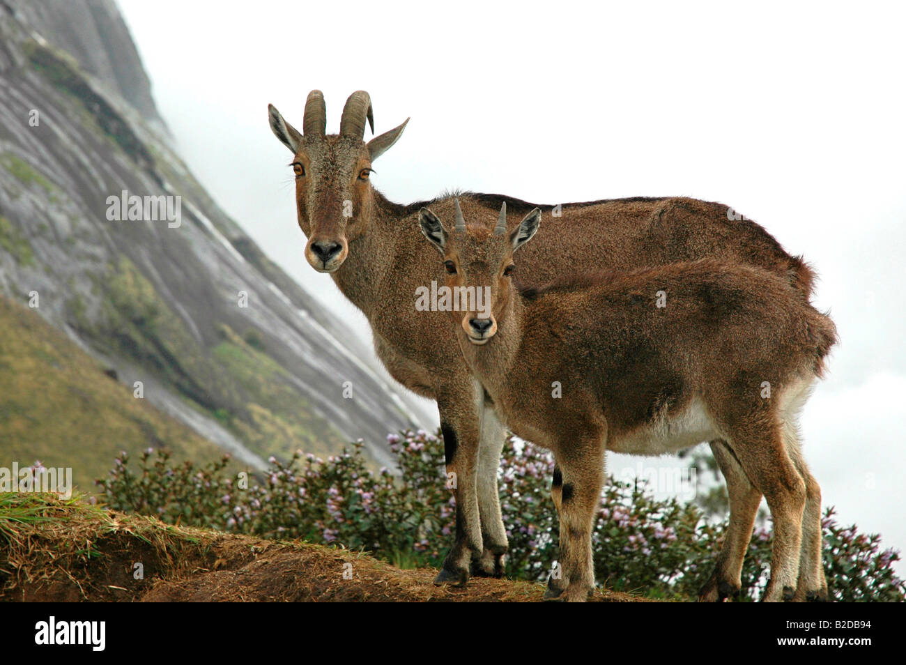 Neelgiri toure Banque D'Images