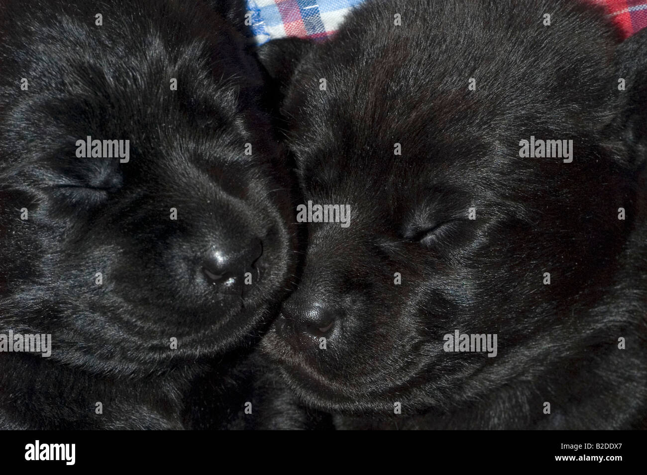 Chiots Labrador noir dormir sur une couverture Banque D'Images