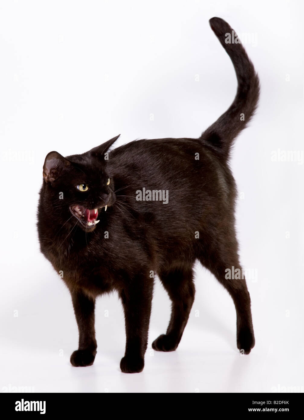 Un chat noir frappe une posture défensive Banque D'Images