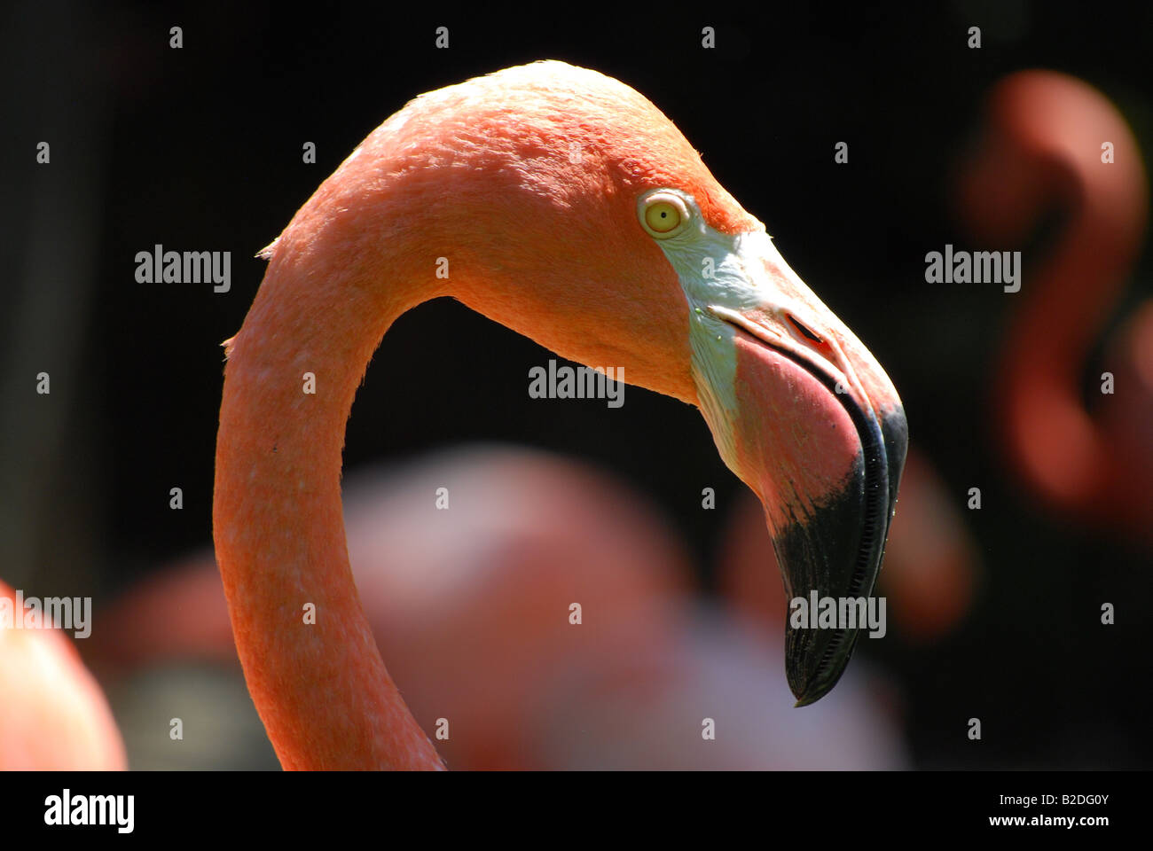 American Flamingo (Phoenicopterus caoutchouc) Banque D'Images