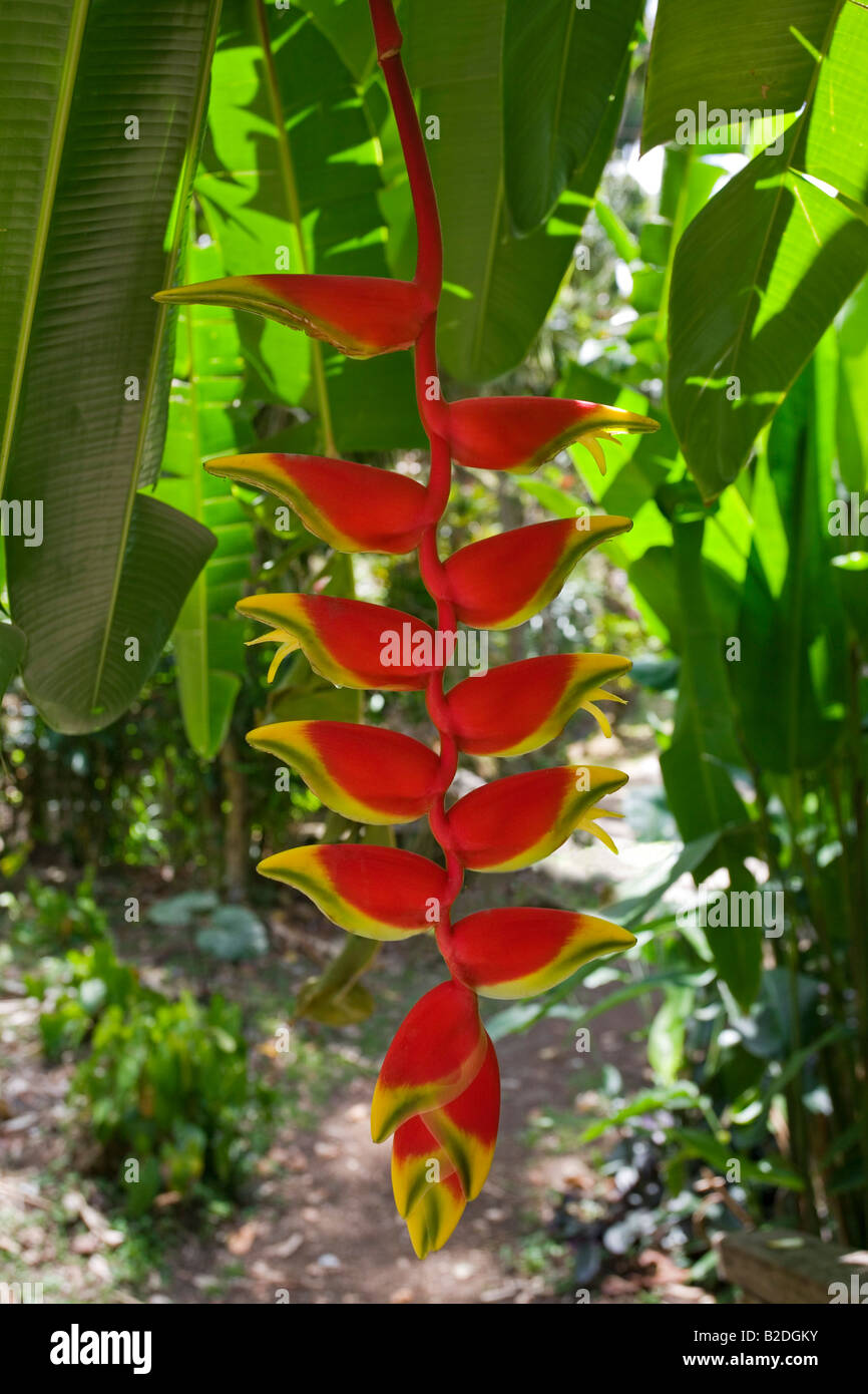 Heliconia Rostrata Grenade Antilles Banque D'Images