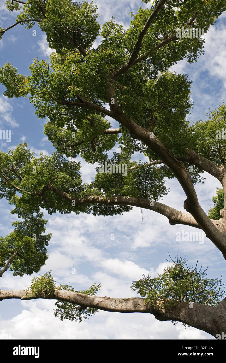 Arbre Ceiba speciosa soie Floss Grenade Banque D'Images