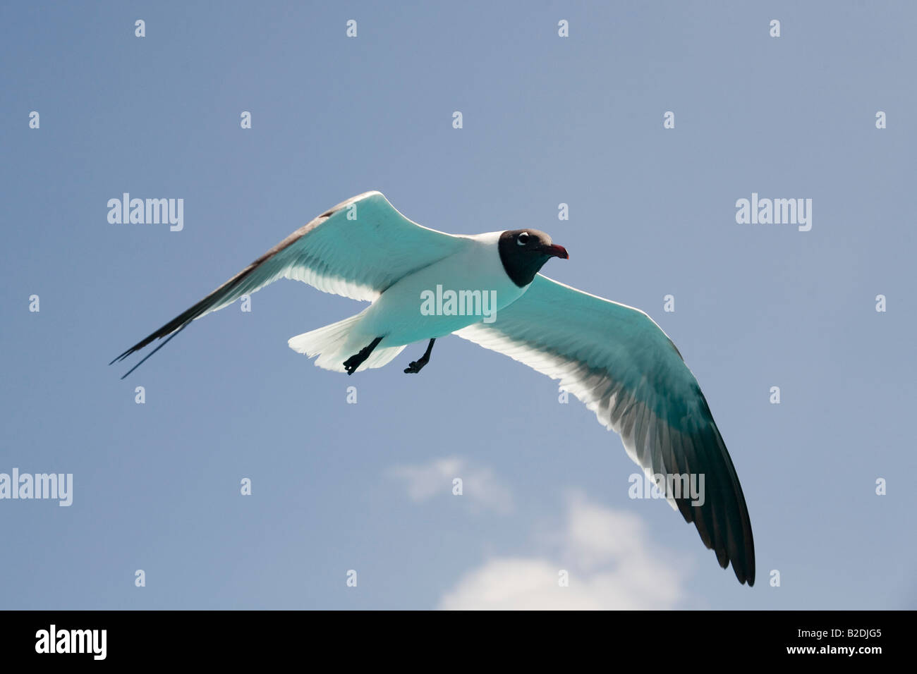 Laughing Gull en vol Caraïbes Banque D'Images