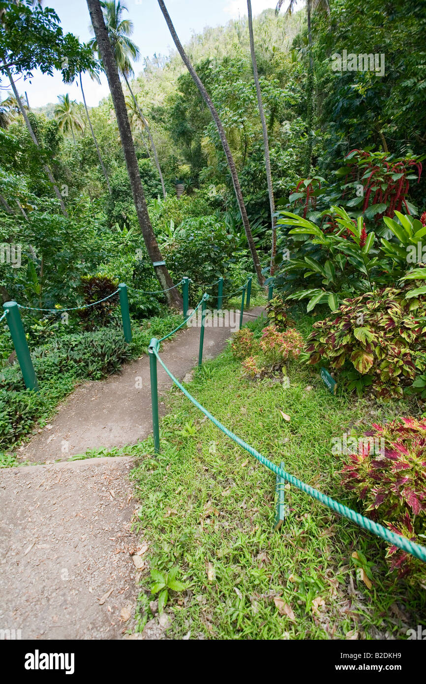 Diamond Botanical Gardens et Cascade Soufrière Estate St Lucia Banque D'Images