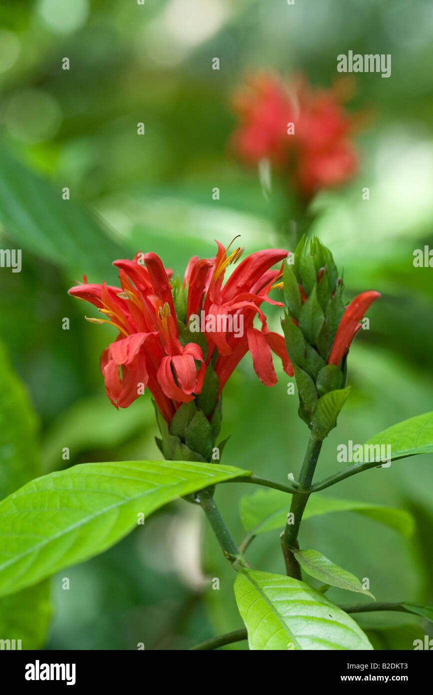 Plante à fleurs rouge Diamond Botanical Gardens et Cascade Soufrière Estate St Lucia Antilles Banque D'Images