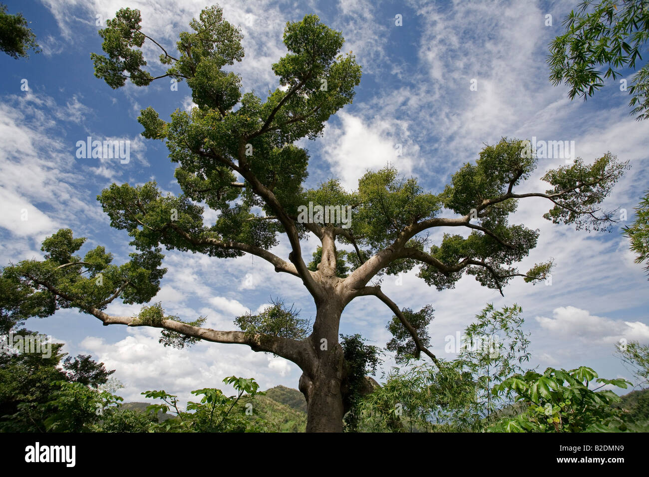 Arbre Ceiba speciosa soie Floss Grenade Banque D'Images