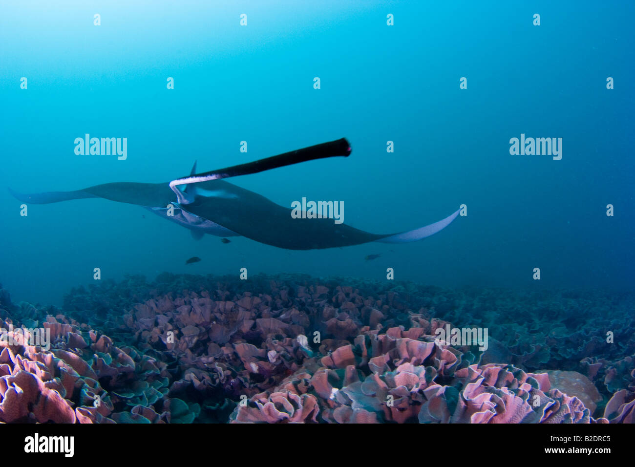 La raie manta, Manta birostris, est lié aux requins et peut atteindre plus de 20 pieds à travers leur envergure. Yap, Micronésie. Banque D'Images