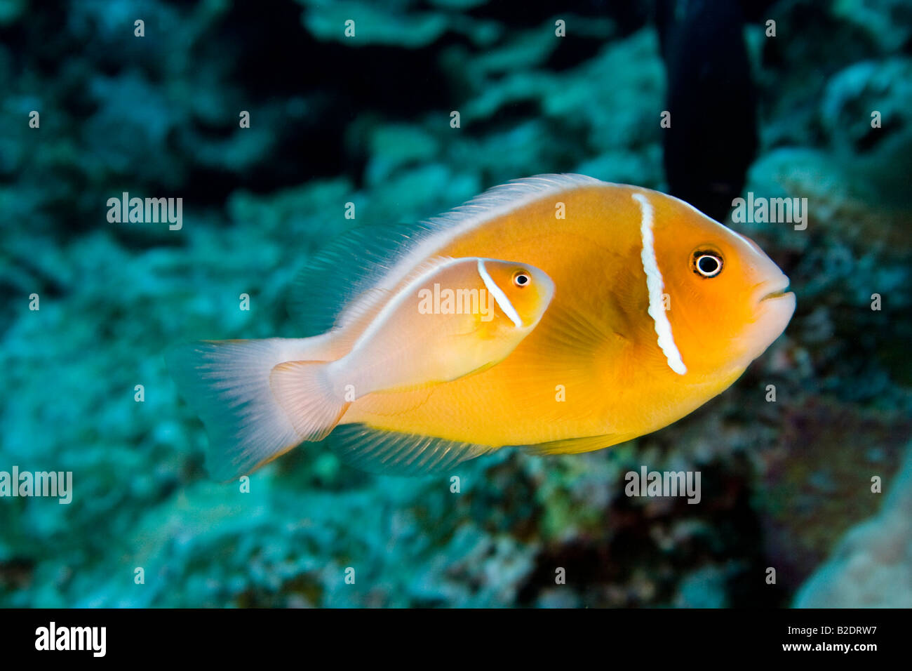 Ce poisson clown Amphiprion perideraion, commune, se trouve le plus souvent, l'anémone Heteractis magnifica, Yap, Micronésie. Banque D'Images
