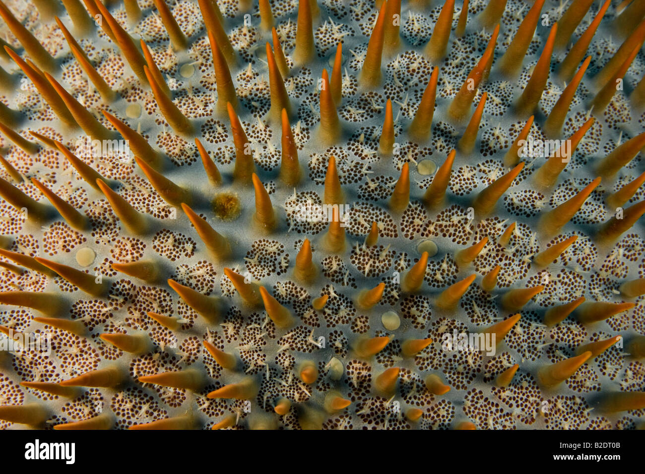 La couronne d'épines, étoile de mer Acanthaster planci, se nourrit de coraux vivants, Yap, Micronésie. Banque D'Images