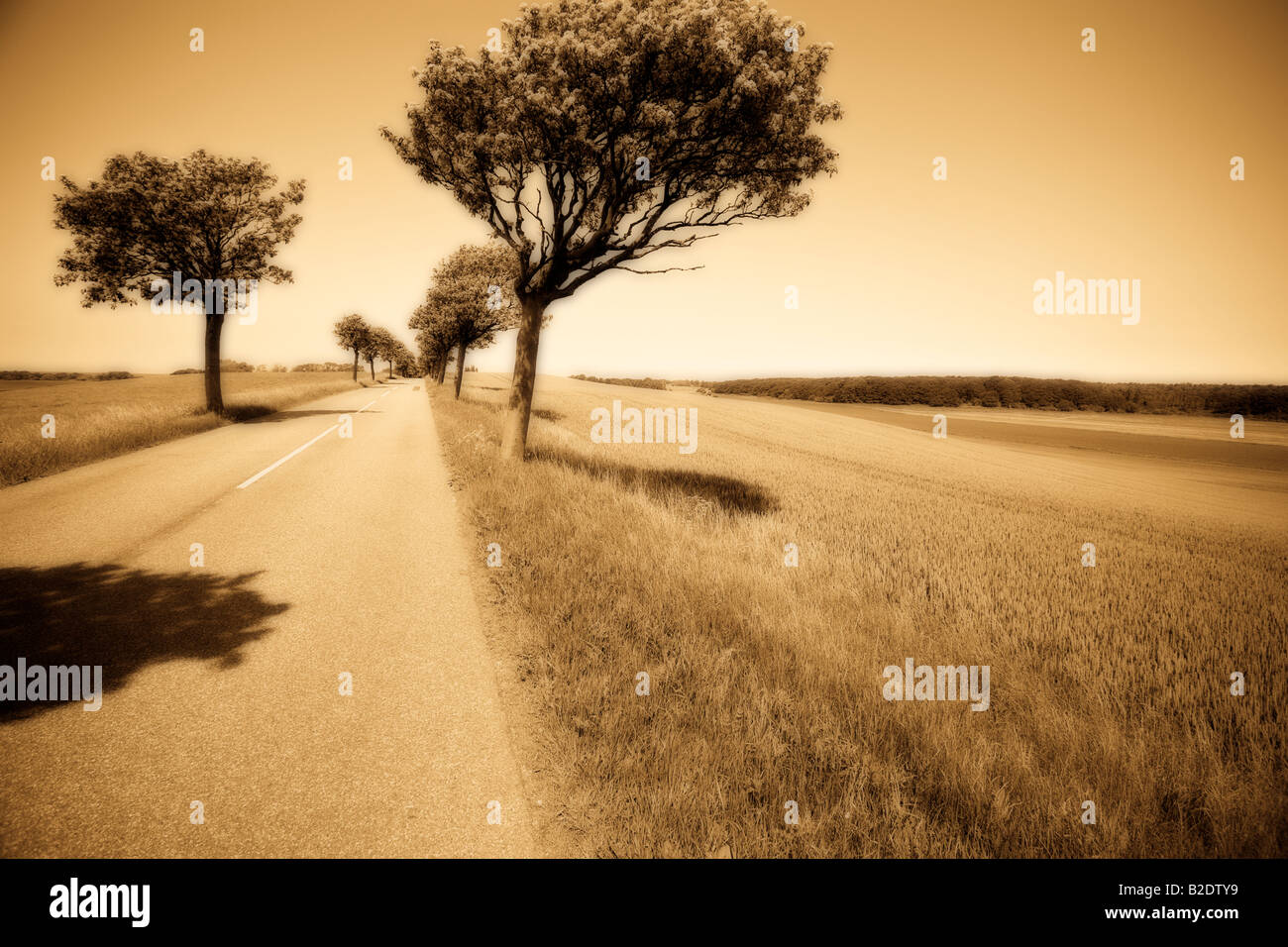 Route bordée d'arbres avec jeu d'Orton monochrome : une route droite avec un centre blanc et bordé d'arbres à floraison printanière Banque D'Images