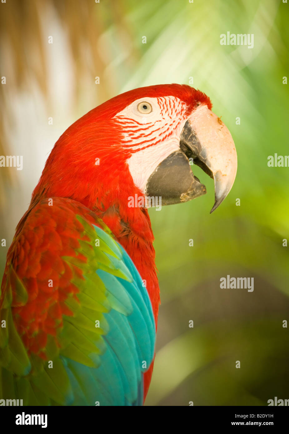 Caraïbes République dominicaine Punta Cana Manati Park rouge couleur vert et bleu parrot Banque D'Images