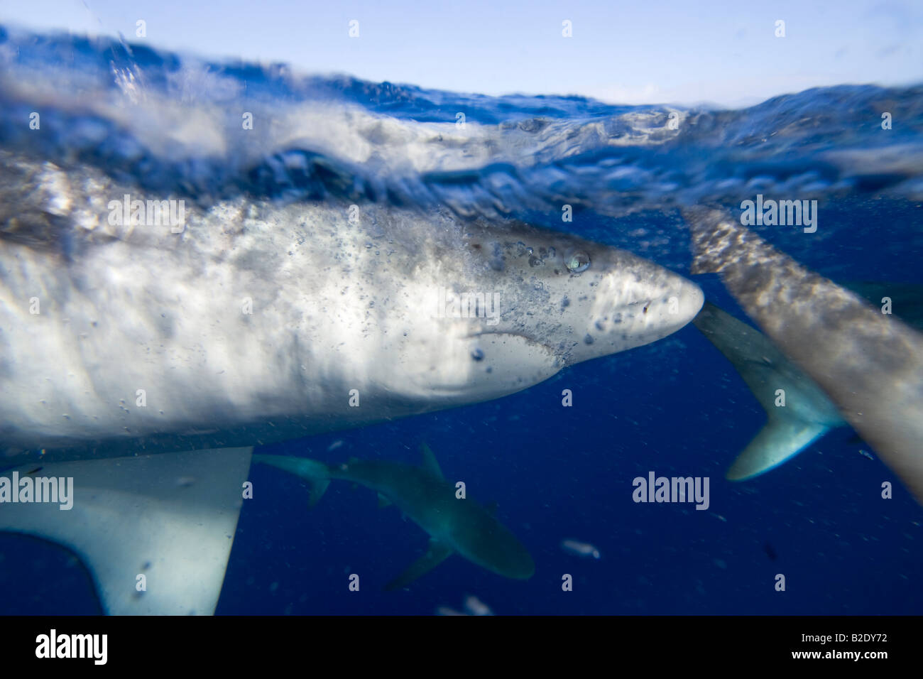 Le Carcharhinus galapagensis requins Galápagos,, peut atteindre 12 pieds de long, New York. Banque D'Images