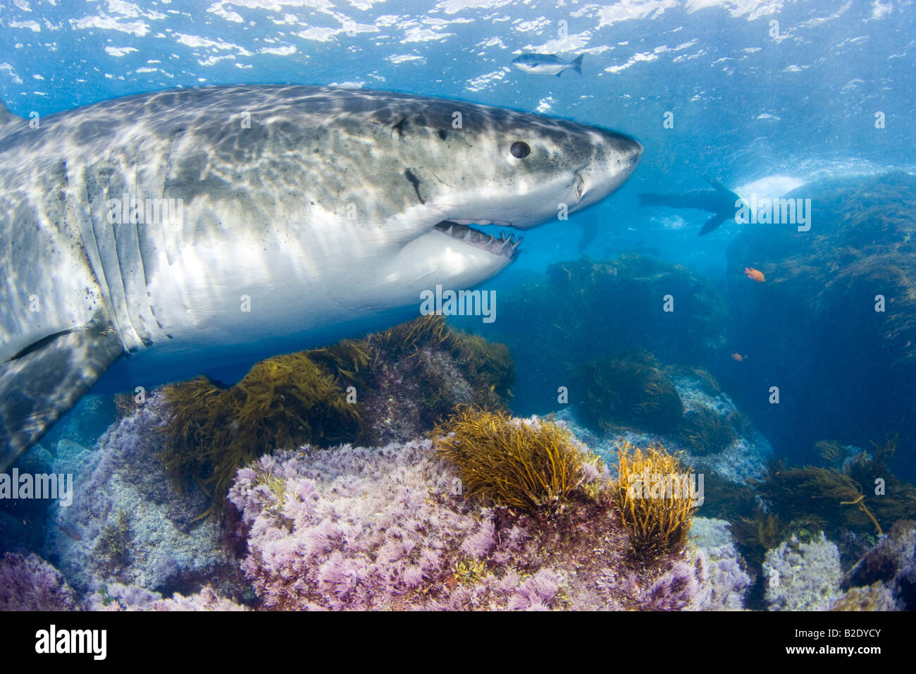 Ce grand requin blanc, Carcharodon carcharias, a été photographié sous la surface au large de l'île de Guadalupe, au Mexique. Banque D'Images