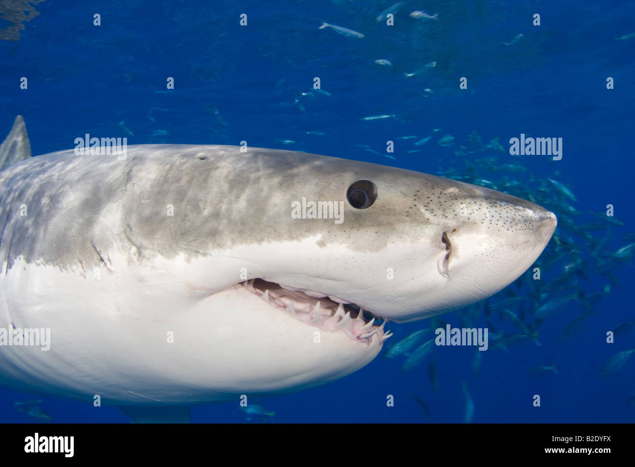 Ce grand requin blanc, Carcharodon carcharias, a été photographié sous la surface au large de l'île de Guadalupe, au Mexique. Banque D'Images