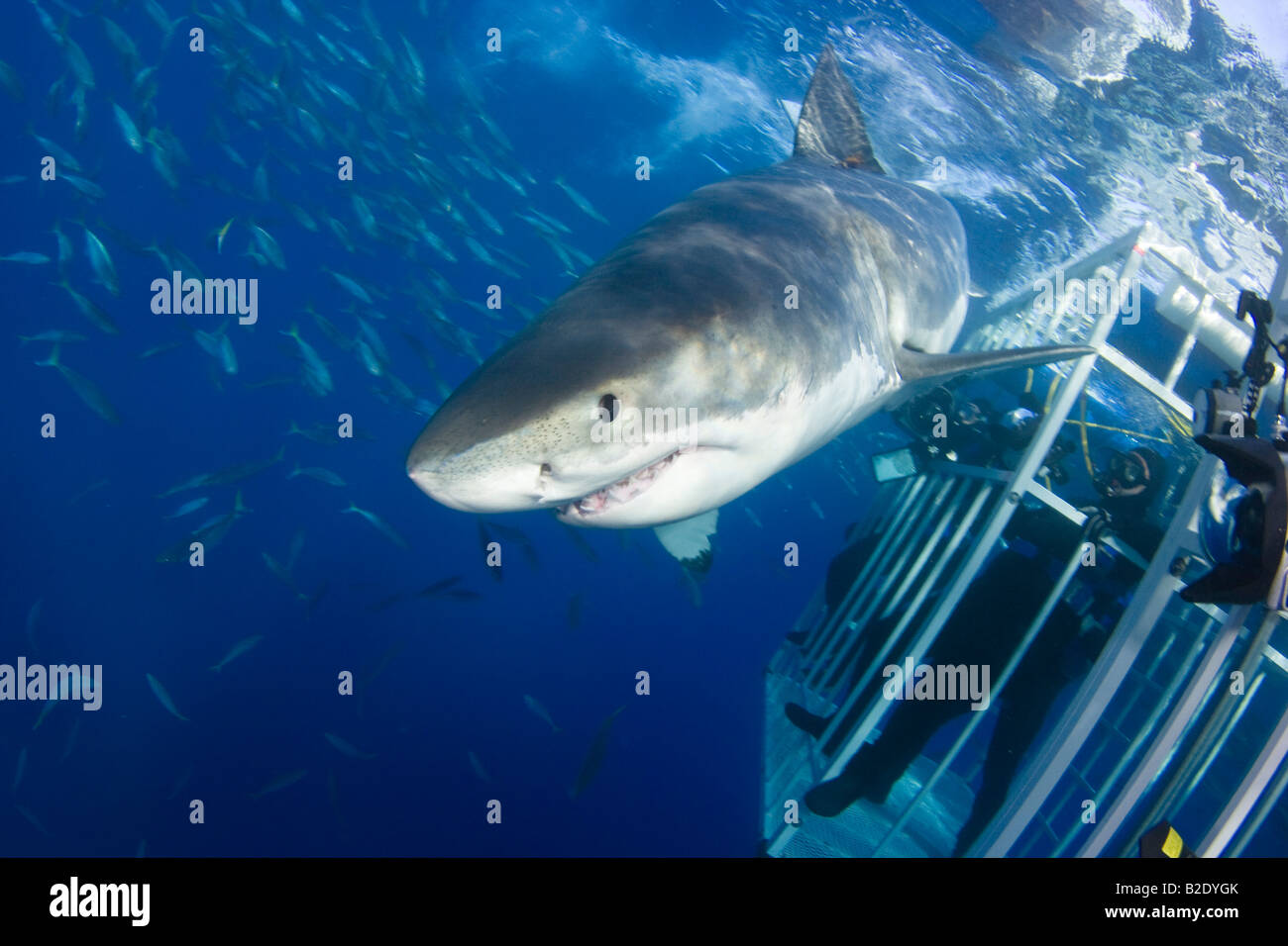Les plongeurs dans une cage Obtenez un aperçu détaillé d'un grand requin blanc, Carcharodon carcharias, au large de l'île de Guadalupe, au Mexique. Banque D'Images
