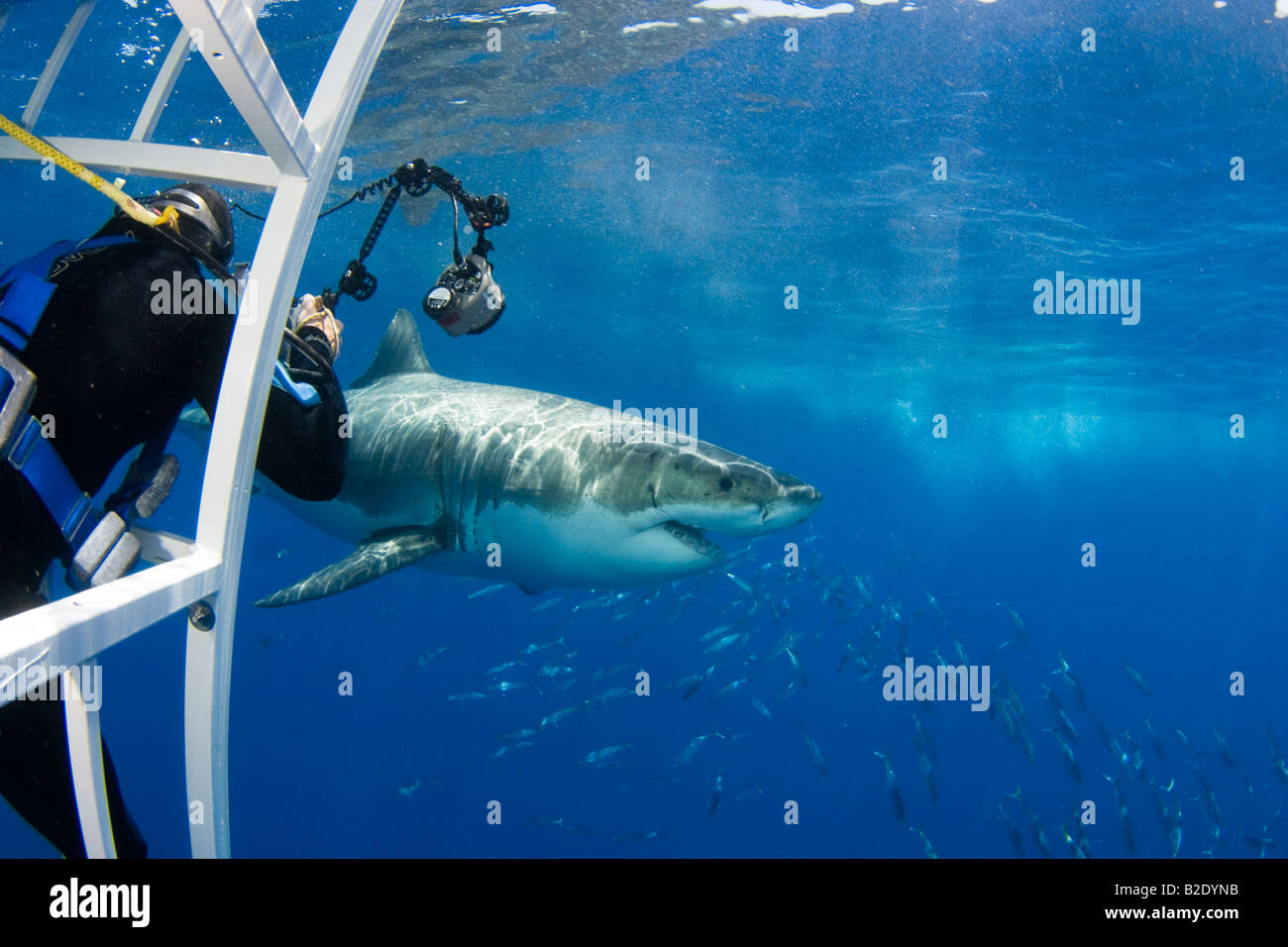 Un photographe et un grand requin blanc, Carcharodon carcharias, juste sous la surface de l'île de Guadalupe, au Mexique. Banque D'Images