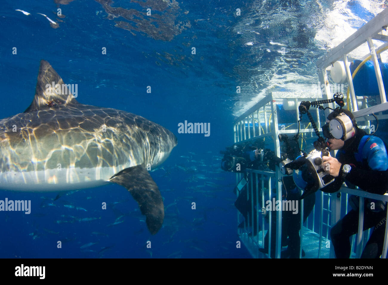 Les photographes (MR) obtenir un laissez-passer près d'un énorme grand requin blanc, Carcharodon carcharias, au large de l'île de Guadalupe, au Mexique. Banque D'Images