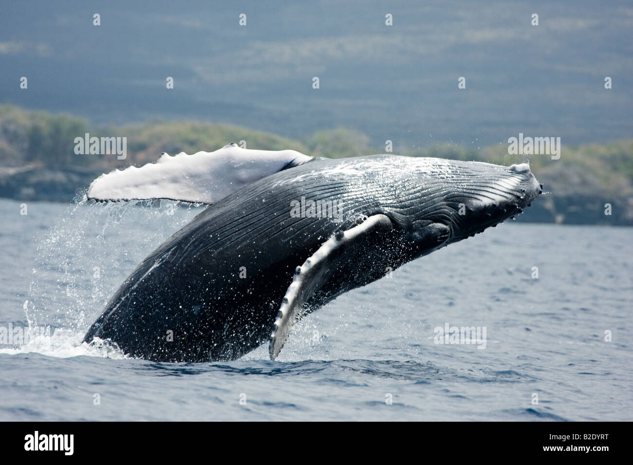 Violer, veau baleine à bosse Megaptera novaeangliae, au large de la grande île, à Hawaï. Banque D'Images