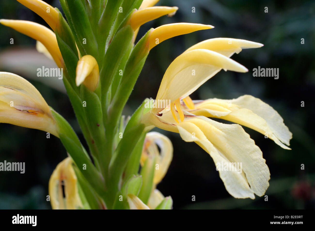 CAUTLEYA SPICATA VAR LUTEA Banque D'Images