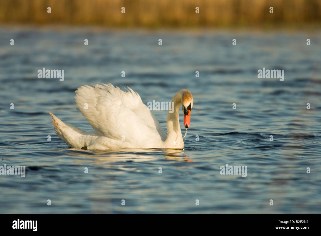 Cygne tuberculé Cygnus olor avec des ailes sur le point dans la dominance afficher Banque D'Images