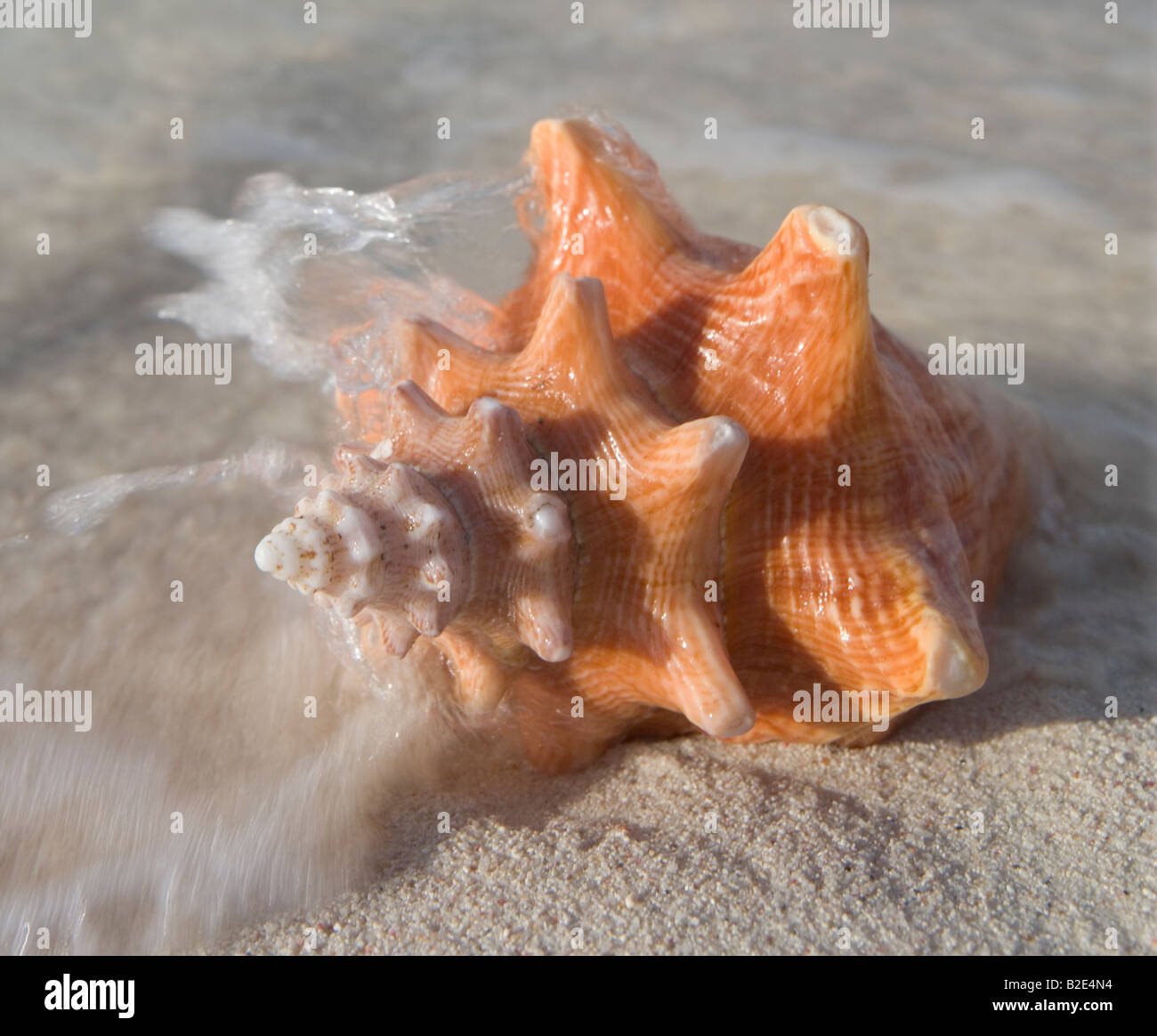 Un mollusque shell sur la plage Banque D'Images