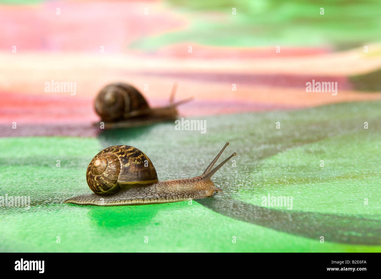 Deux escargots de jardin. Helix aspersa. Banque D'Images