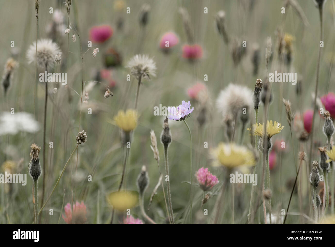 Une variété de fleurs sauvages Banque D'Images