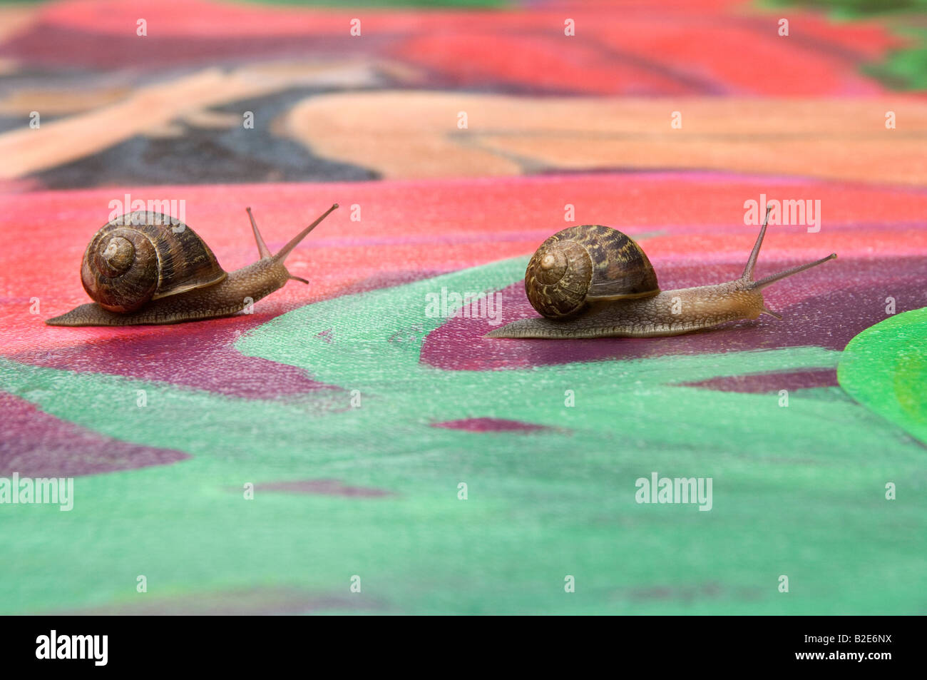 Deux escargots de jardin. Helix aspersa. Banque D'Images