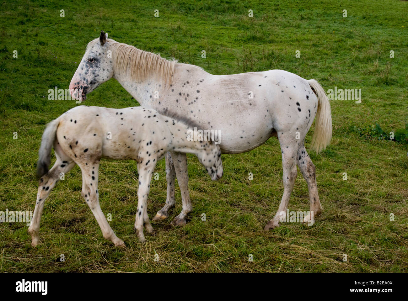 White Horse standing avec son poulain dans le champ, au Pays de Galles Banque D'Images