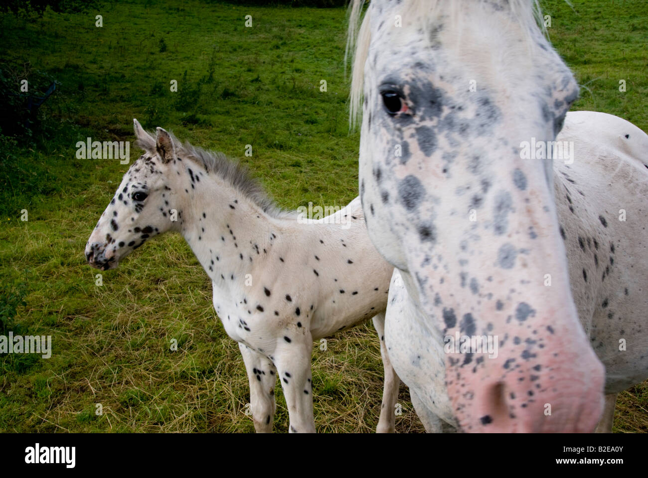 White Horse standing avec son poulain dans le champ, au Pays de Galles Banque D'Images