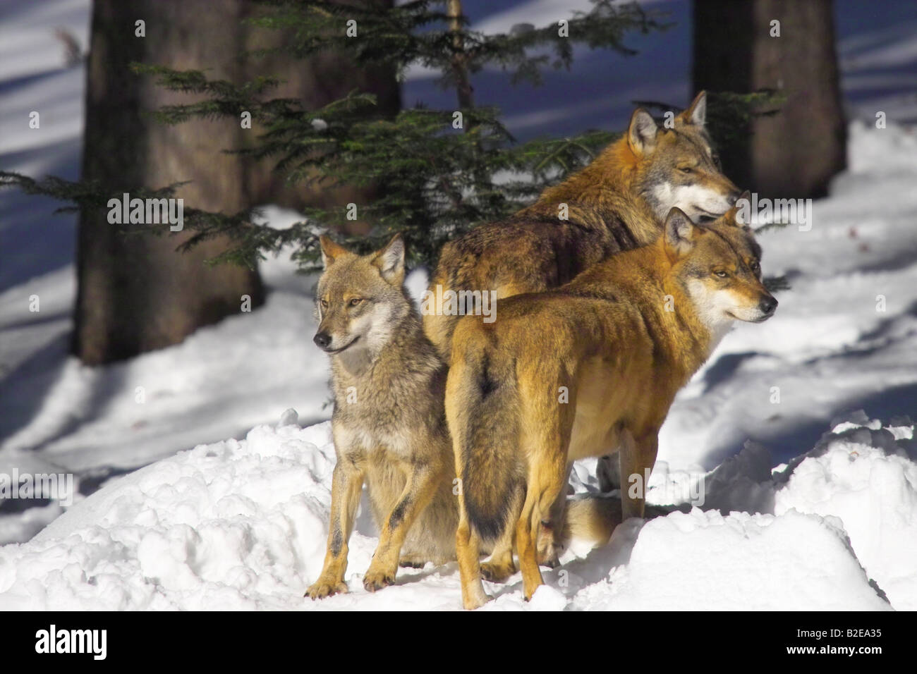 Trois loups gris (Canis lupus) en forêt, parc national de la forêt bavaroise, Bavière, Allemagne Banque D'Images